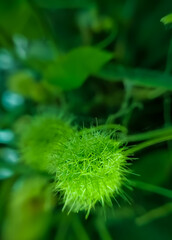close up of rambusa or ermot fruit (Passiflora foetida) in the outdoor garden