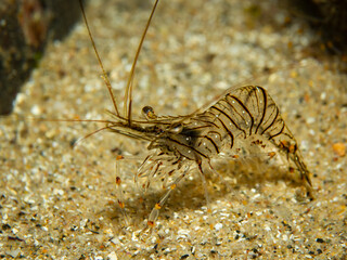 Unterwasserfoto einer Felsengarnele auf Sand im Mittellmeer, Costa Brava, Spanien, Palaemon elegans