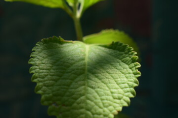 A vibrant green leaf with prominent veins and serrated edges is captured in a close-up, highlighting its textured surface. The natural light casts shadows, emphasizing its organic beauty