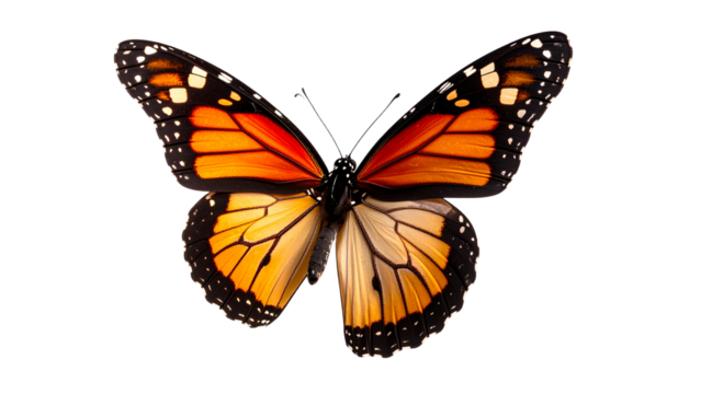 Butterfly flying isolated on transparent background