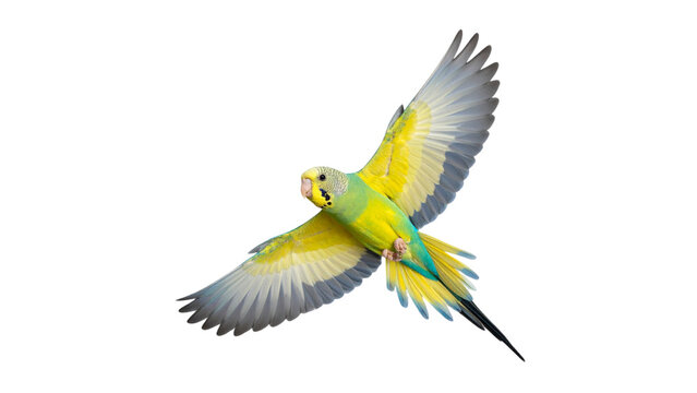 Parakeet bird aratinga solstitialis flying isolated on transparent background