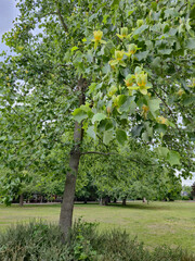 Flowering American tulip tree, Liriodendron tulipifera in a park in Berlin