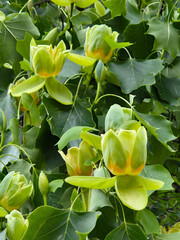 Flowers of the American tulip tree, Liriodendron tulipifera