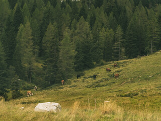 landscape with cows in the mountains