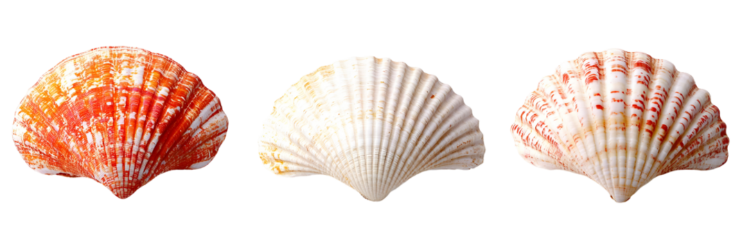 Trio of Seashells: A Study in Form, Color, and Texture Against a Dark Backdrop