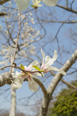 Fototapeta premium 春に咲くコブシの花