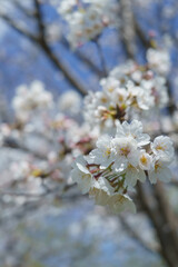 日本の風景｜春の桜と青空