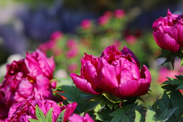 春の日差しを浴びて咲く牡丹の花