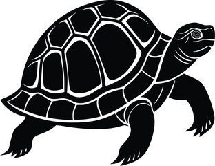 turtle on a white background
