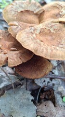 Wild brown mushrooms growing among green grass in a natural forest setting. Earthy tones and close-up texture perfect for organic, foraging, or nature-themed visuals.