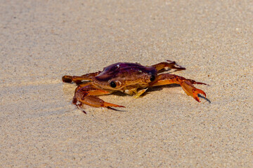 Sea crab on a sand at beach