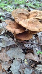 Wild brown mushrooms growing among green grass in a natural forest setting. Earthy tones and...