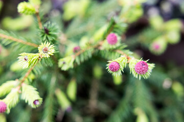 Beautiful plants from the home garden.