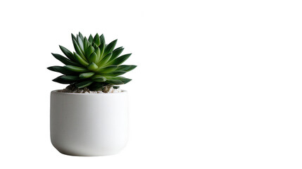 Green succulent plant in white pot isolated on transparent background, PNG