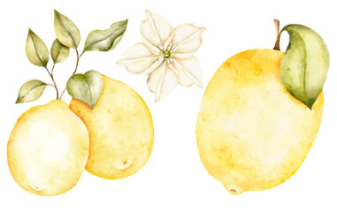 Watercolor painting of two lemons on a branch with leaves and a white blossom on white background. Fresh citrus art ideal for kitchen prints, recipe cards or summer themes.