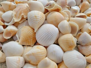 A pile of white shells on the beach