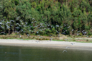 Wild seagulls take flight along a serene riverbank bordered by dense green forest, creating a...