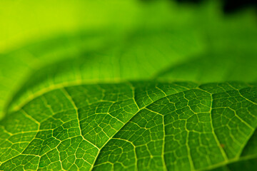 Overlapping leaf textures in natural green tones.