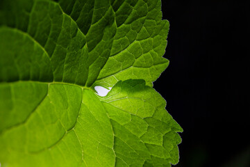 Macro of vibrant green leaves with detailed veins.