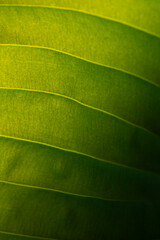 Abstract close-up of green leaf texture. Symmetrical leaf pattern in sunlight.