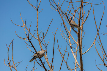 Two laughing doves perched on bare tree branches against a clear blue sky on a spring day. Peaceful nature moment. Kaş, Antalya, Turkey, Mediterranean region.