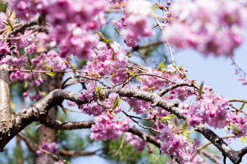 Close-Up Cherry Blossom on Tree Branch