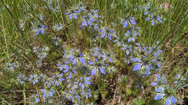 wild plant flower videos. wild black cumin.