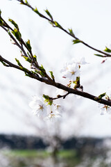 Minimal White Sakura Blossoms with Budding Branches Against Soft Sky
