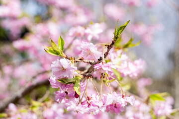 Fresh Green Leaves and Cherry Petals