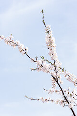 Cherry Blossom Branches Blooming Against Blue Spring Sky