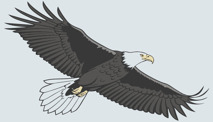 Fototapeta premium american bald eagle