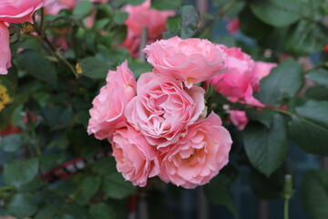 탐스러운 분홍색 장미꽃