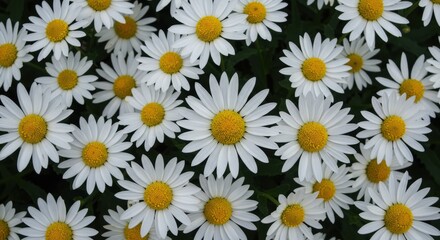 white daisies background