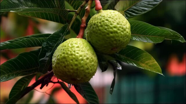 Two breadfruit hanging from branch amongst large glossy green leaves in tropical rainforest environment