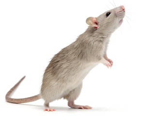 A light gray rat standing upright on its hind legs against a plain white studio background image