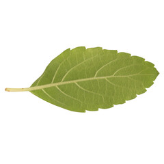 Obraz premium leaf collection isolated on white background