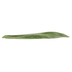 Fototapeta premium leaf collection isolated on white background