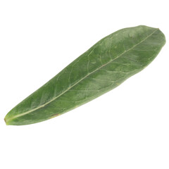 Obraz premium leaf collection isolated on white background