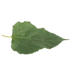 leaf collection isolated on white background