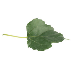 leaf collection isolated on white background