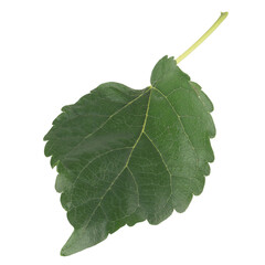 leaf collection isolated on white background