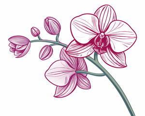 Create a bold, vector illustration of a single orchid flower with a thick, black stroke.  Emphasis on detailed petals and vibrant color.