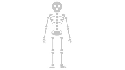 skeleton of a skeleton