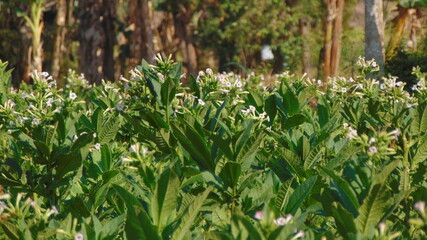 pink rose flowers of Nicotiana tabacum, tabacco plant