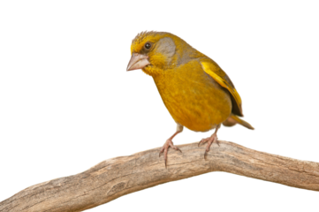 A small, cute bird with yellow coloring perched on a branch against a transparent background. European Greenfinch, Chloris chloris. Not AI.