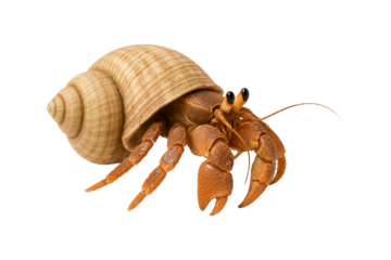 Close-up of a hermit crab with detailed shell and claws, isolated on white background. High-resolution image for marine life, biology, education, and pet-related content, clipping path, transparent