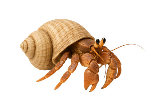 Close-up of a hermit crab with a spiral seashell on white background, showcasing marine wildlife and unique crustacean detail for ocean and coastal theme
