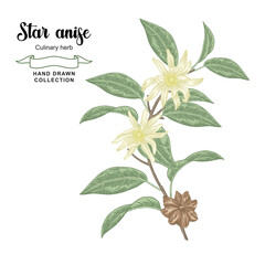Star anise tree vector illustration. Hand drawn badian flowers and leaves. Colorful sketch style.