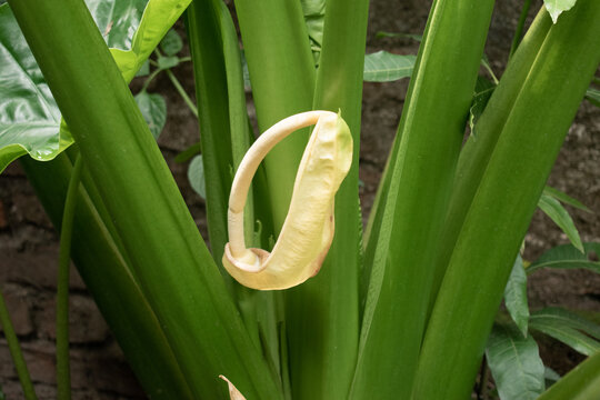 The Colocasia arbi flower, rare and striking, stands out among lush green foliage, showcasing its unique curled spathe in a shaded garden corner against a stone wall backdrop.