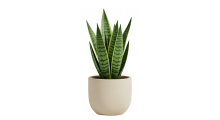 Isolated snake plant with black stripes in neutral pot against a transparent background space